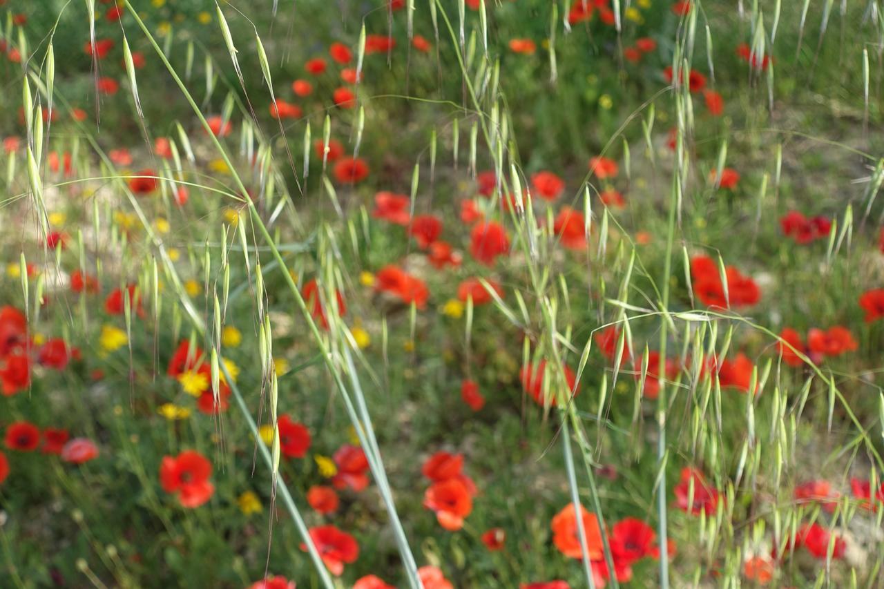 Agriturismo Baglio San Nicola Naro ภายนอก รูปภาพ